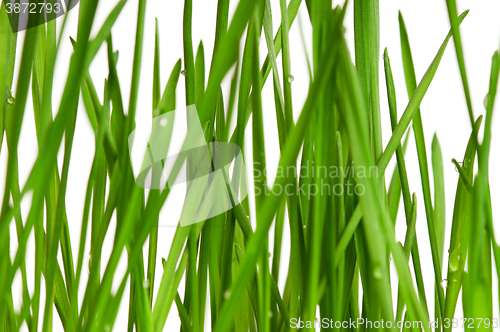 Image of Fresh green wheat grass