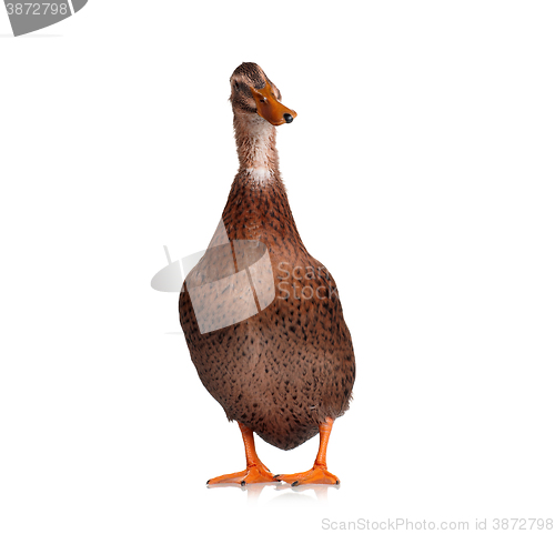 Image of Domestic duck isolated