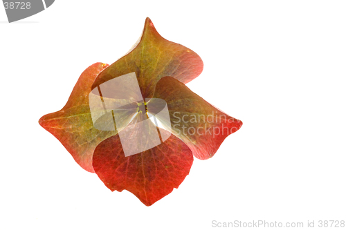 Image of Hydrangea Blossom on White