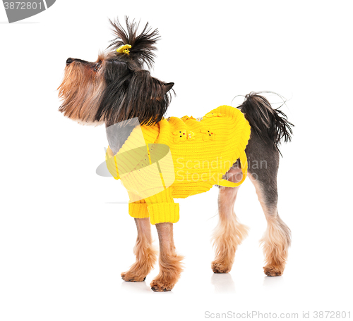 Image of Yorkshire terrier isolated