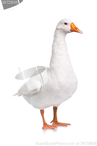 Image of Domestic goose isolated