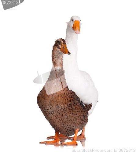 Image of Duck and goose isolated