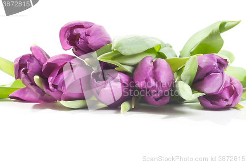 Image of Tulips isolated on white background