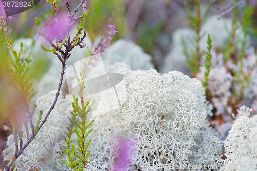 Image of Macro shot of white reindeer moss