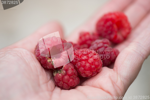 Image of Handful of raspberry on a hand