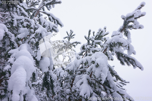 Image of Winter landscape