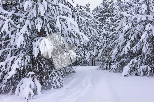 Image of Winter landscape