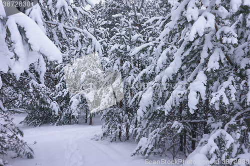 Image of Winter landscape