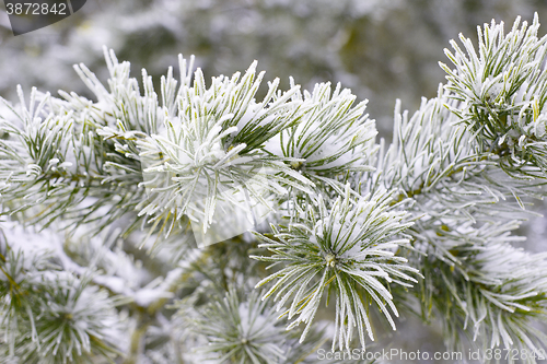 Image of Winter christmas background