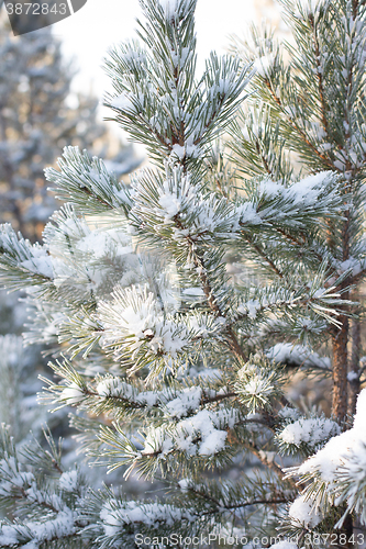 Image of Winter christmas background