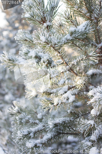 Image of Winter christmas background