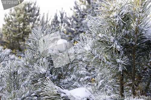 Image of Winter christmas background