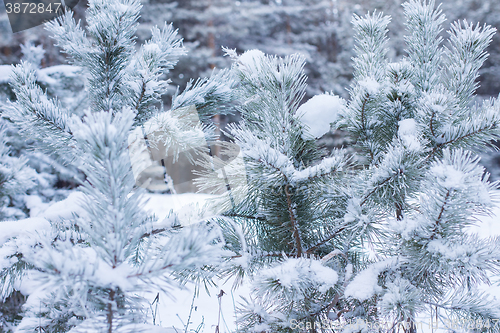 Image of Winter christmas background