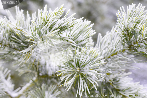 Image of Winter christmas background