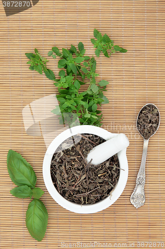 Image of Basil Herb Types