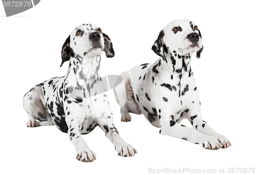 Image of Dalmatians two lying