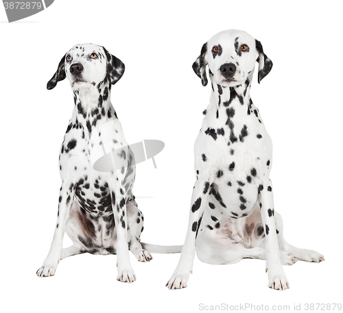 Image of two seated dalmatian