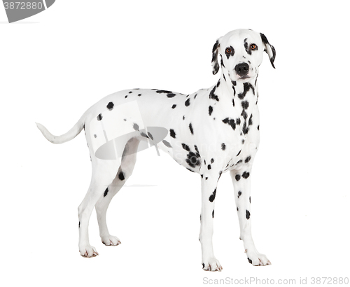 Image of Dalmatian isolated