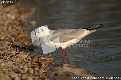 Image of Seagull