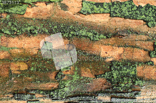 Image of old tree bark