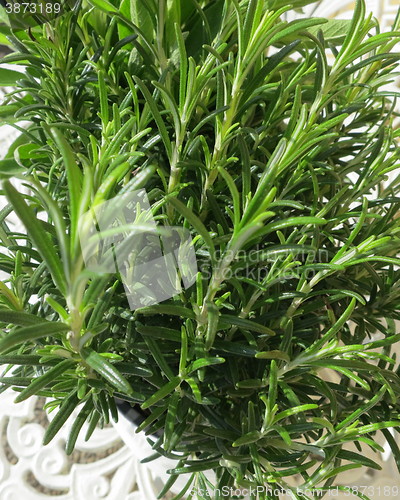 Image of Rosemary