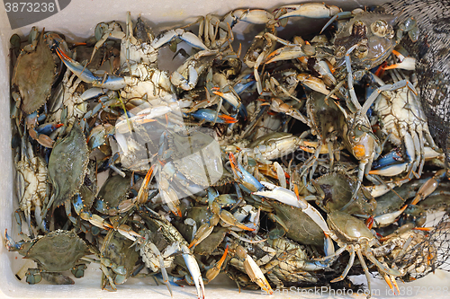 Image of Blue Crab