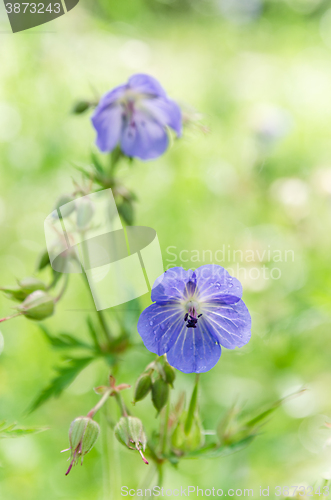 Image of Blue flowers of the field, close-up