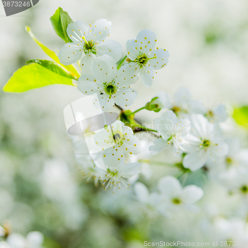 Image of Blossoming branch of a cherry, close up