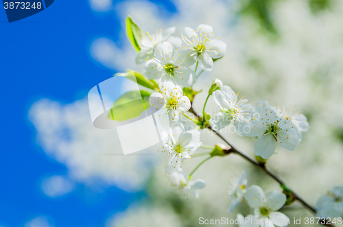 Image of Blossoming branch of a cherry, close up