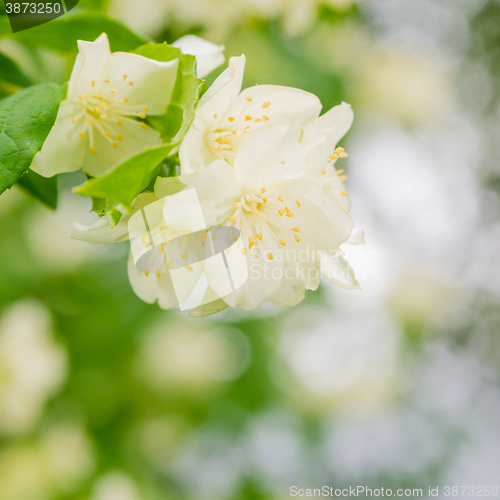 Image of Blooming jasmine bush, close-up