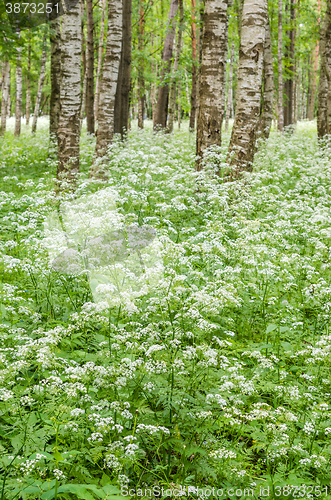 Image of Blossoming yarrow in a birchwood, June