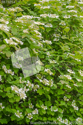 Image of Blossoming guelder-rose, June