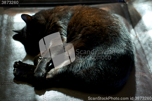 Image of Havana Brown Cat Curled Up Sleeping In Sunshine