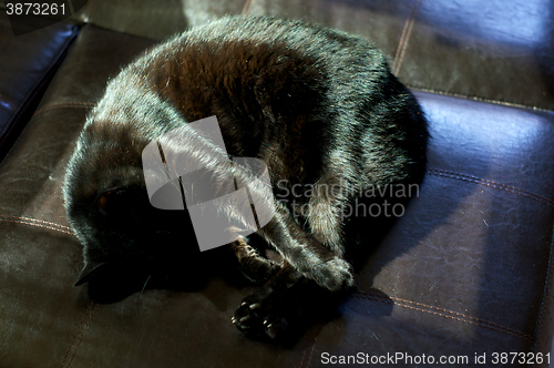 Image of Havana Brown Cat Curled Up Sleeping