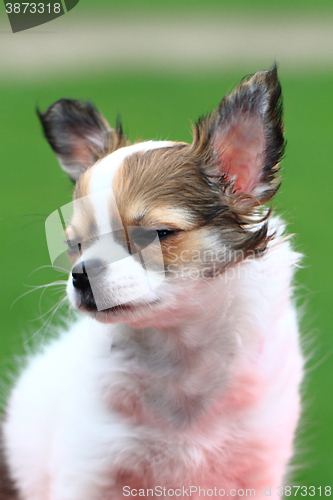 Image of chihuahua in the grass