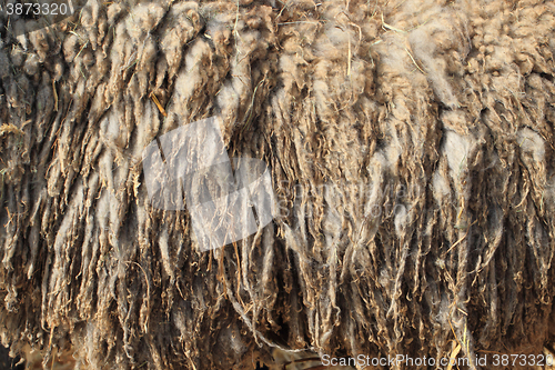 Image of wild sheep wool texture
