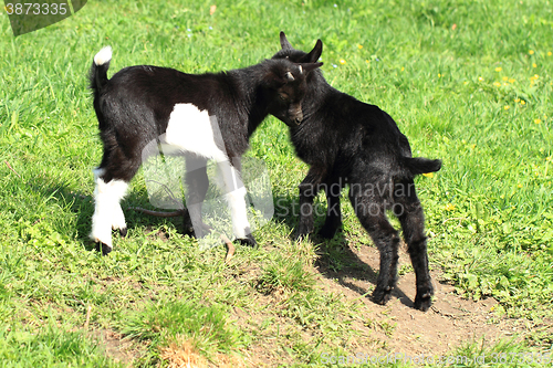 Image of black goat babies in the grass