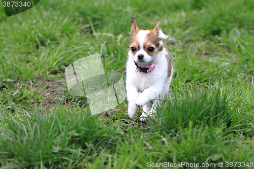Image of chihuahua in the grass