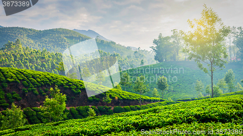 Image of Green tea plantations in Munnar, Kerala, India