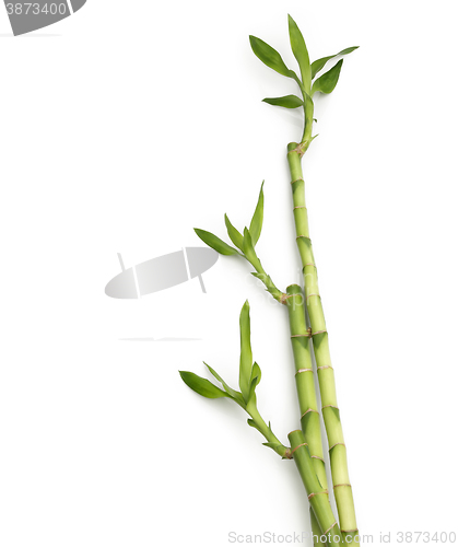 Image of Bamboo canes