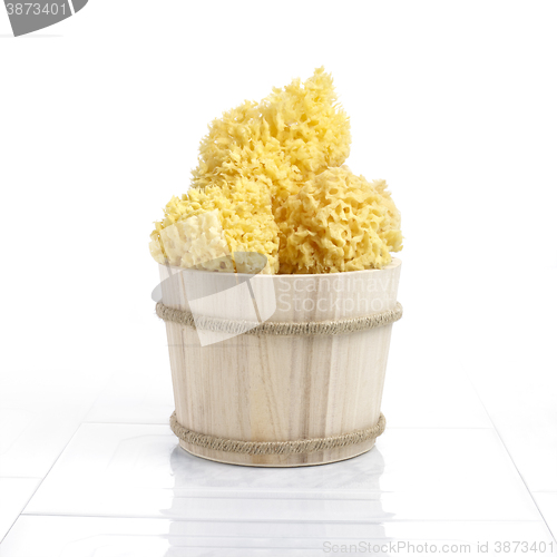 Image of Natural sponges