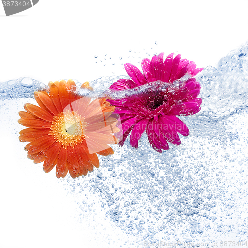 Image of Two daisies into the water 