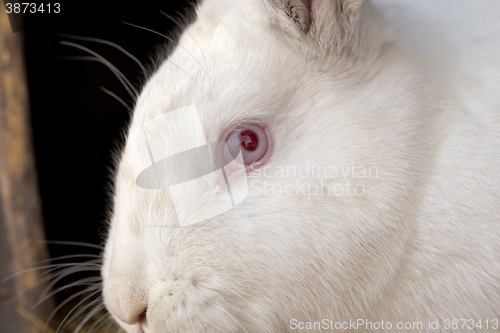 Image of Portrait of the white rabbit