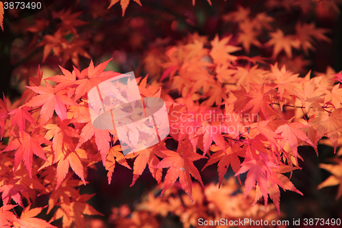 Image of autumn leaves background