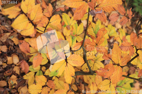 Image of autumn leaves background