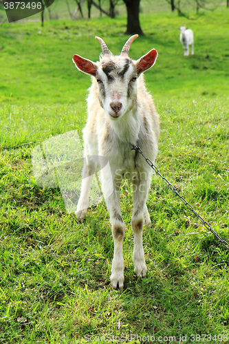 Image of white goat in the green grass\r\n