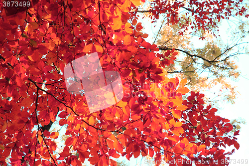 Image of autumn leaves background