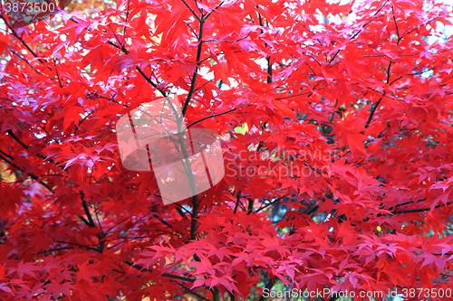 Image of autumn leaves background
