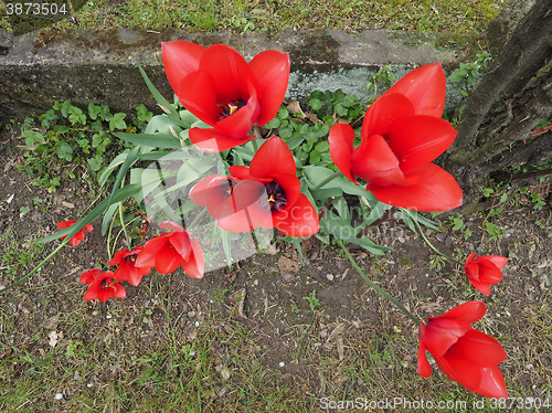 Image of Red Tulips flower
