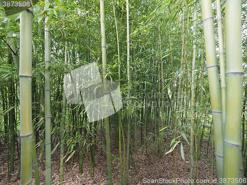 Image of Bamboo tree perspective